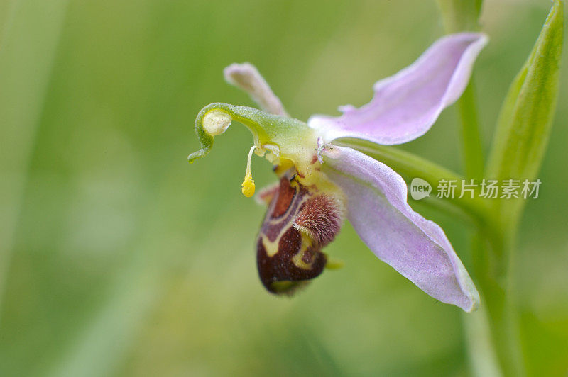 蜂兰(Ophrys apifera)从侧面观察